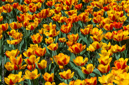 Blooming red and yellow tulips © tomeyk