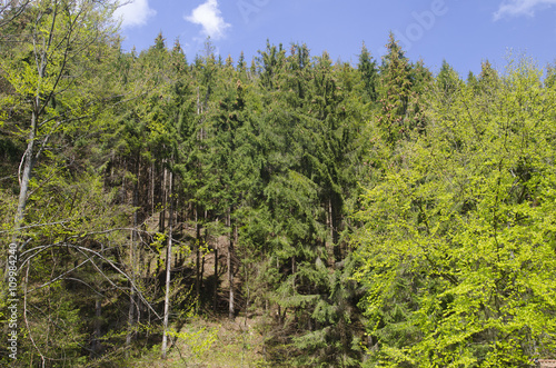 Summer forest in mountains