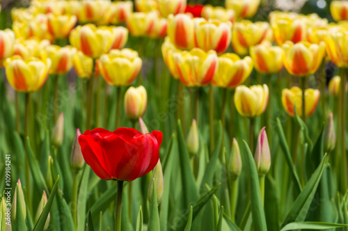 Blooming red and yellow tulips