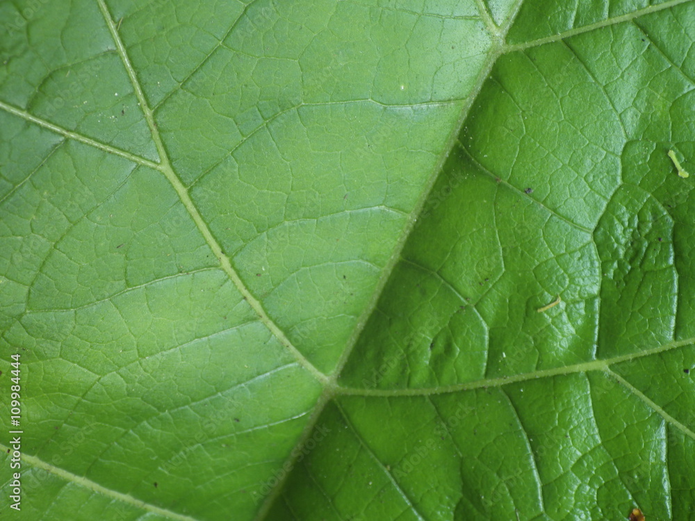 Obraz premium Leaf macro background
