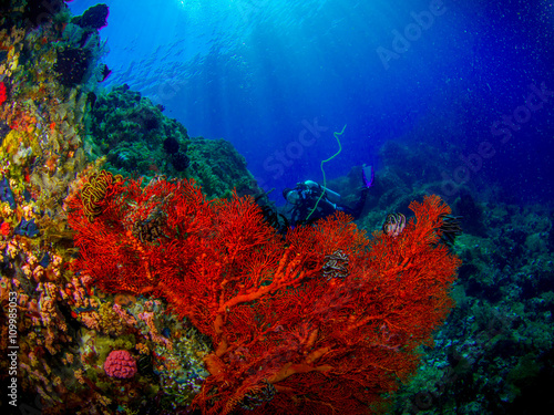 Fototapeta Naklejka Na Ścianę i Meble -  Banka Island, Unterwasser