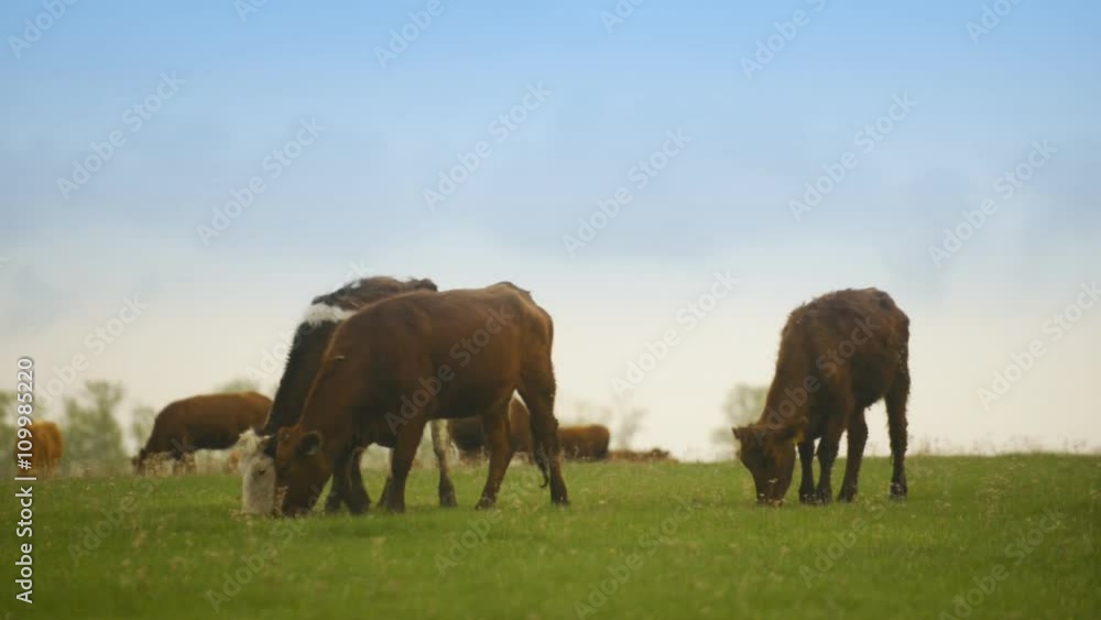 Cow running on the field Cow running on the field