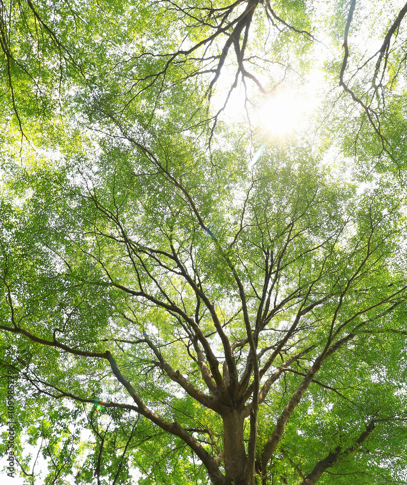 Fototapeta premium green forest background in a sunny day