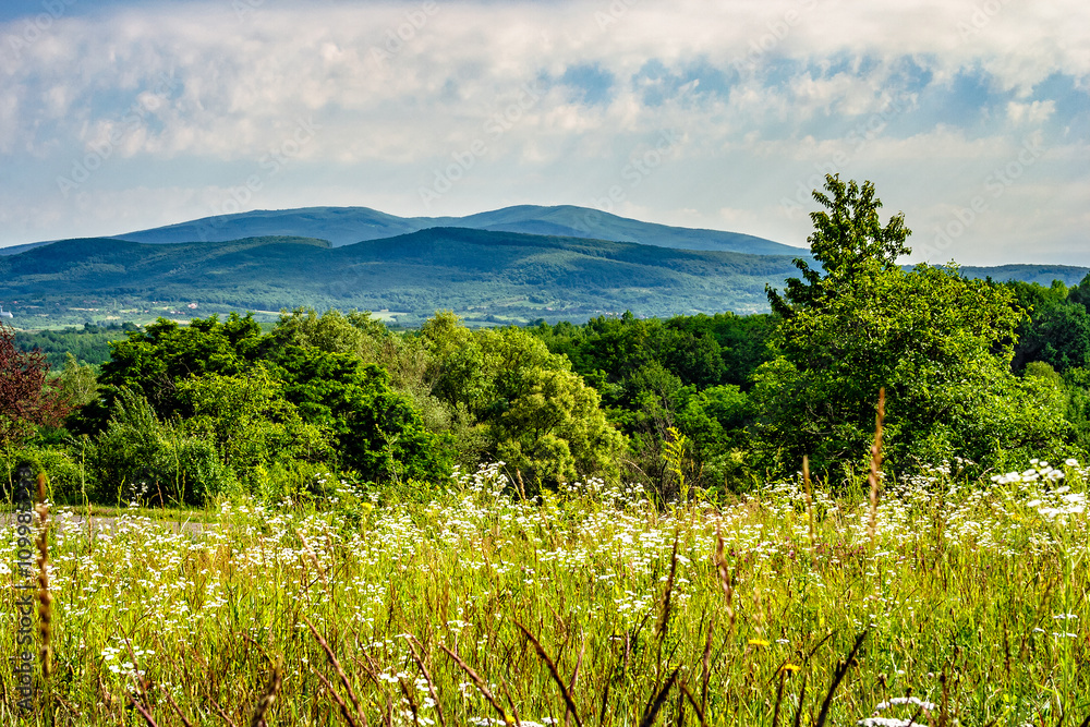 Obraz premium Alpine meadow with tall grass