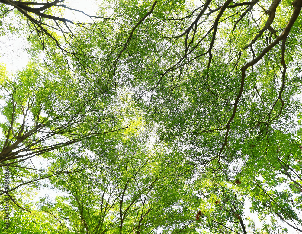 Fototapeta premium green forest background in a sunny day