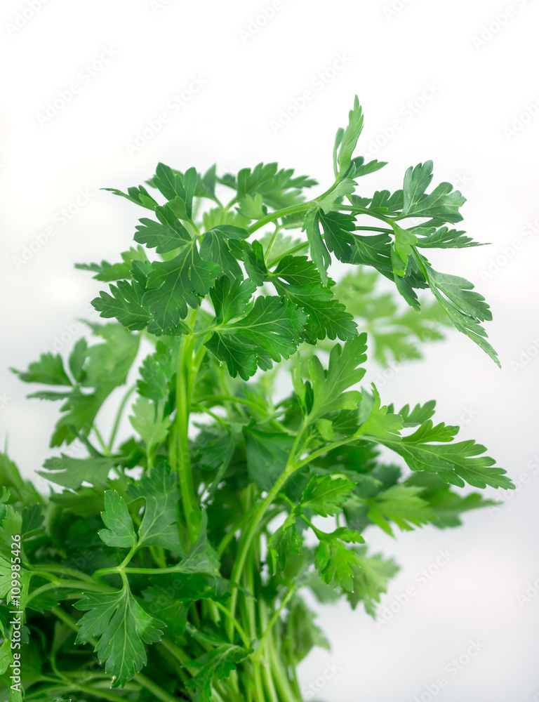 Fresh green parsley isolated on white background, food ingredien Fresh green parsley isolated on white background, food ingredien