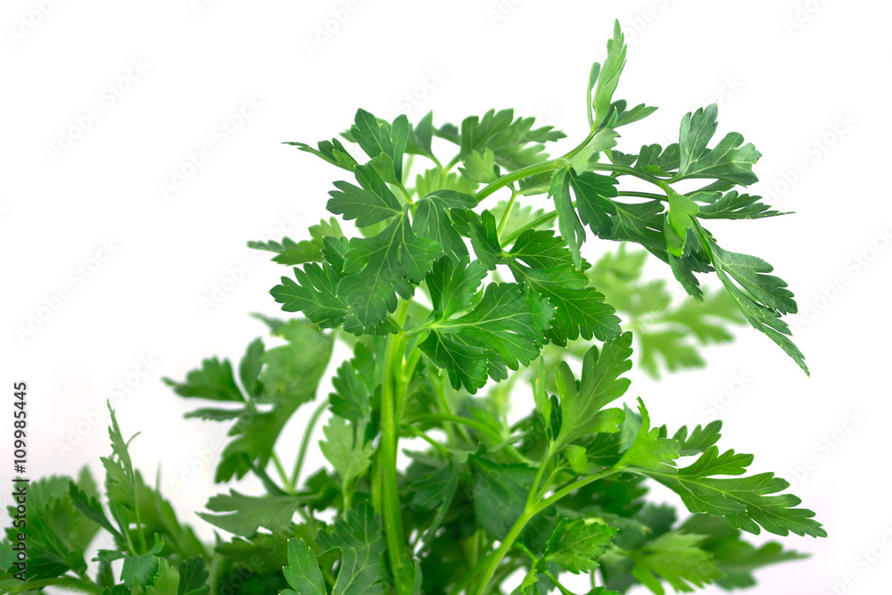 Fresh green parsley isolated on white background, food ingredien Fresh green parsley isolated on white background, food ingredien