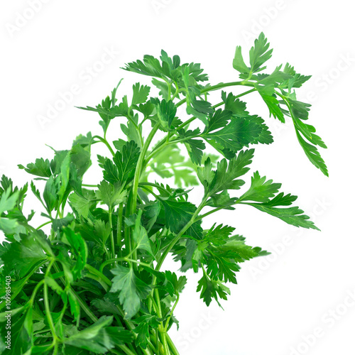 Fresh green parsley isolated on white background, food ingredien