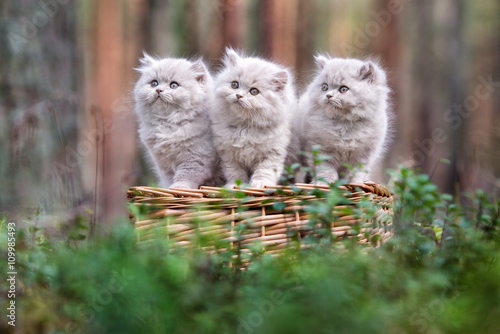 Schilderij op canvas three british longhair kittens posing outdoors
