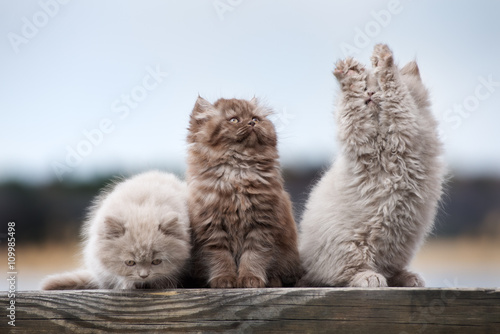 Foto playful british longhair kittens outdoors