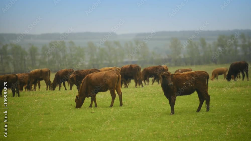 Cows graze in the field Cows graze in the field