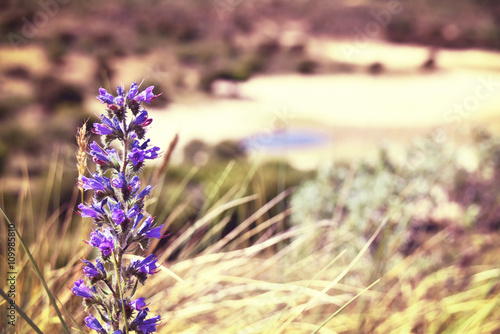 Toned image of a blue or purple flower with selective focus and copy space. Blossoming flower at a savanna or steppe.