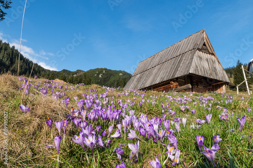 Fototapeta Naklejka Na Ścianę i Meble -  Crocuses in the grass on the mountain meadow, Tatra, Poland