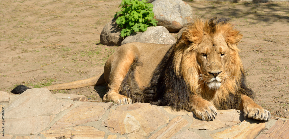 Obraz premium Resting Asiatic lion (Panthera leo persica)