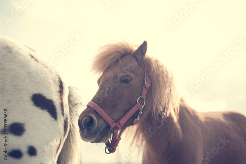 Pony young horse portrait - vintafe filter photo