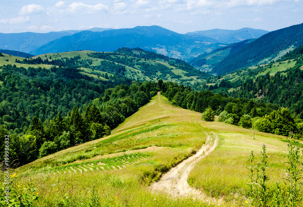 Obraz premium mountain summer landscape. trees near meadow and forest on hills