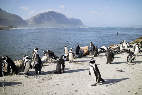 BETTY S BAY WESTERN CAPE SOUTH AFRICA - APRIL-2016 - A colony of African penguins on the coast at Betty s Bay. They are also known as Jackass penguins
