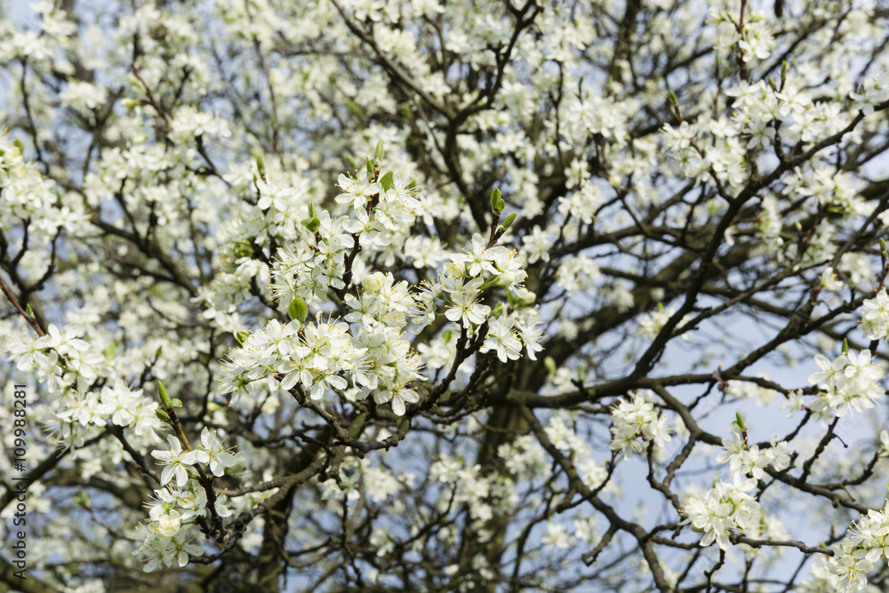 white flowers plum tree in the garden white flowers plum tree in the garden