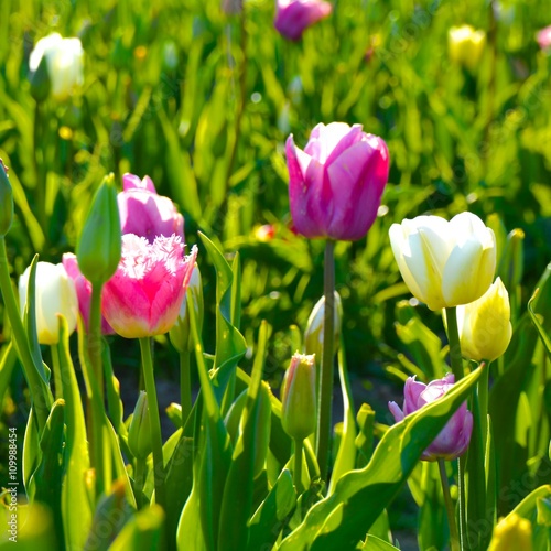 Frühling - Tulpen - Tulpenf...