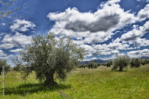 olivos bajo nubes