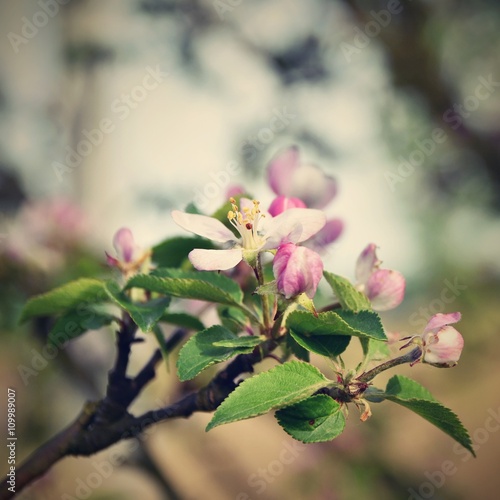 Beautiful spring flowering tree.