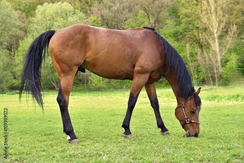 Beautiful horses grazing freely in nature.