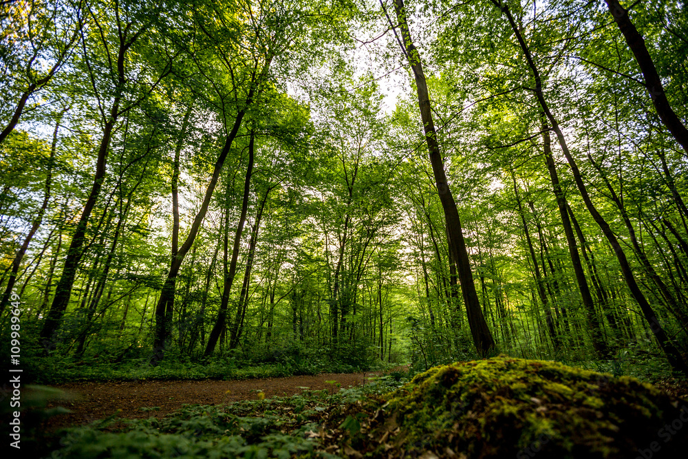 Fototapeta premium Laubwald in der aufgehenden Morgensonne