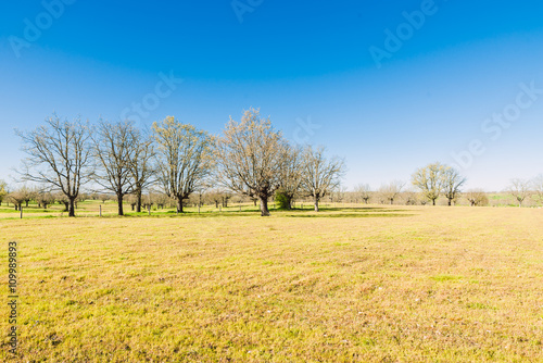 Beautiful summer landscape with green grass and blue cloudy sky