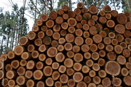 杉の丸太／伐採業者が杉の木を伐採した直後に撮影した丸太の写真です。森の中に積まれた丸太の大きさは、直径約20cm～50cm位です。 © FRANK