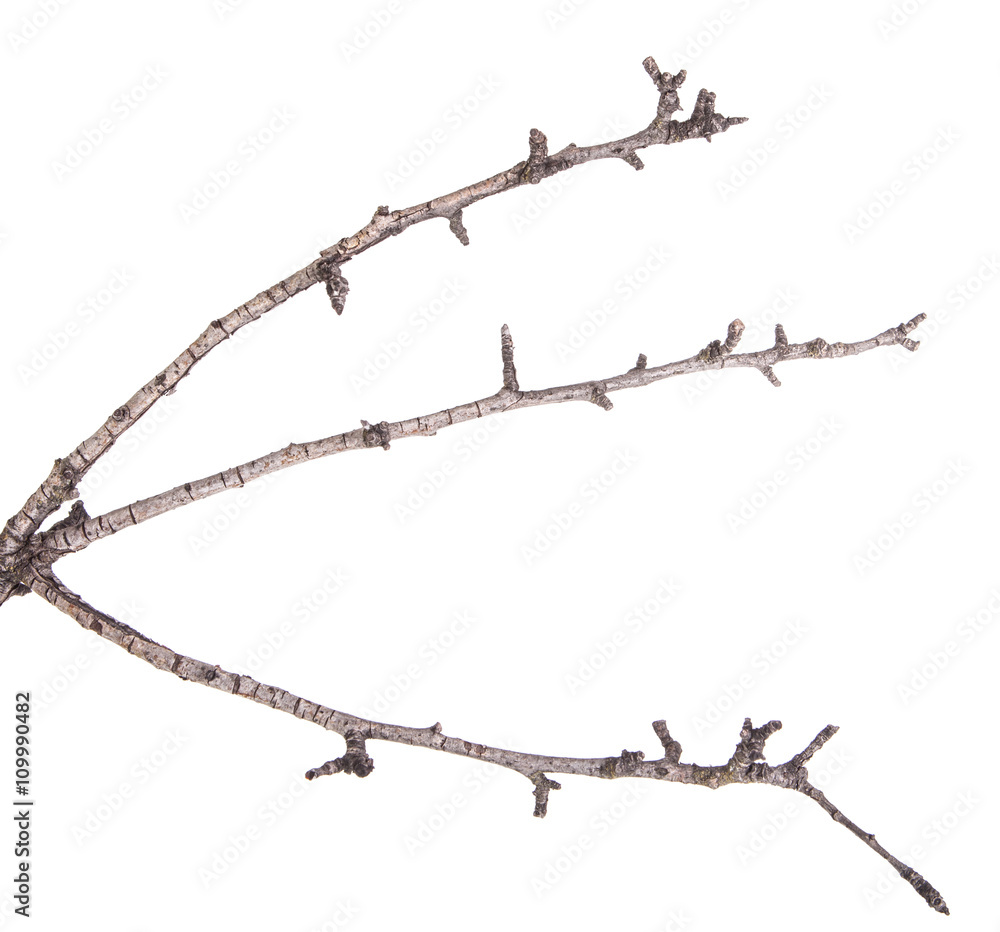 Dry tree branches isolated not a white background Dry tree branches isolated not a white background