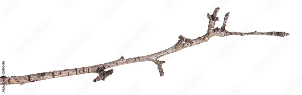 Dry tree branches isolated not a white background Dry tree branches isolated not a white background