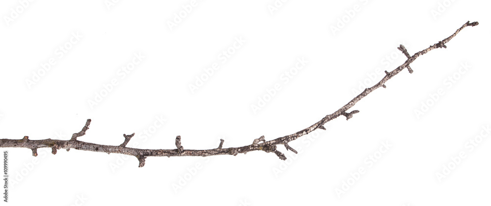 Dry tree branches isolated not a white background