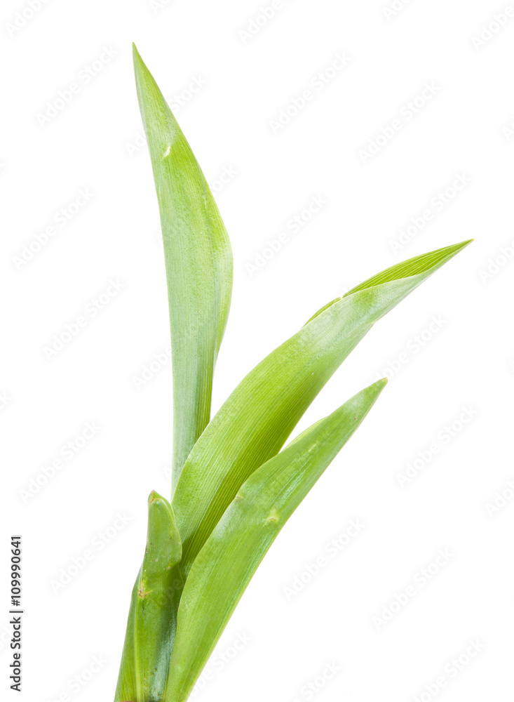 leaves lily of the valley isolated on white background