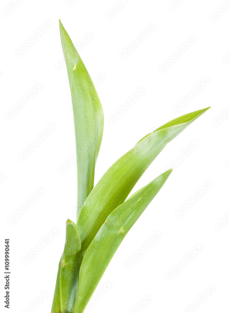 Fototapeta premium leaves lily of the valley isolated on white background