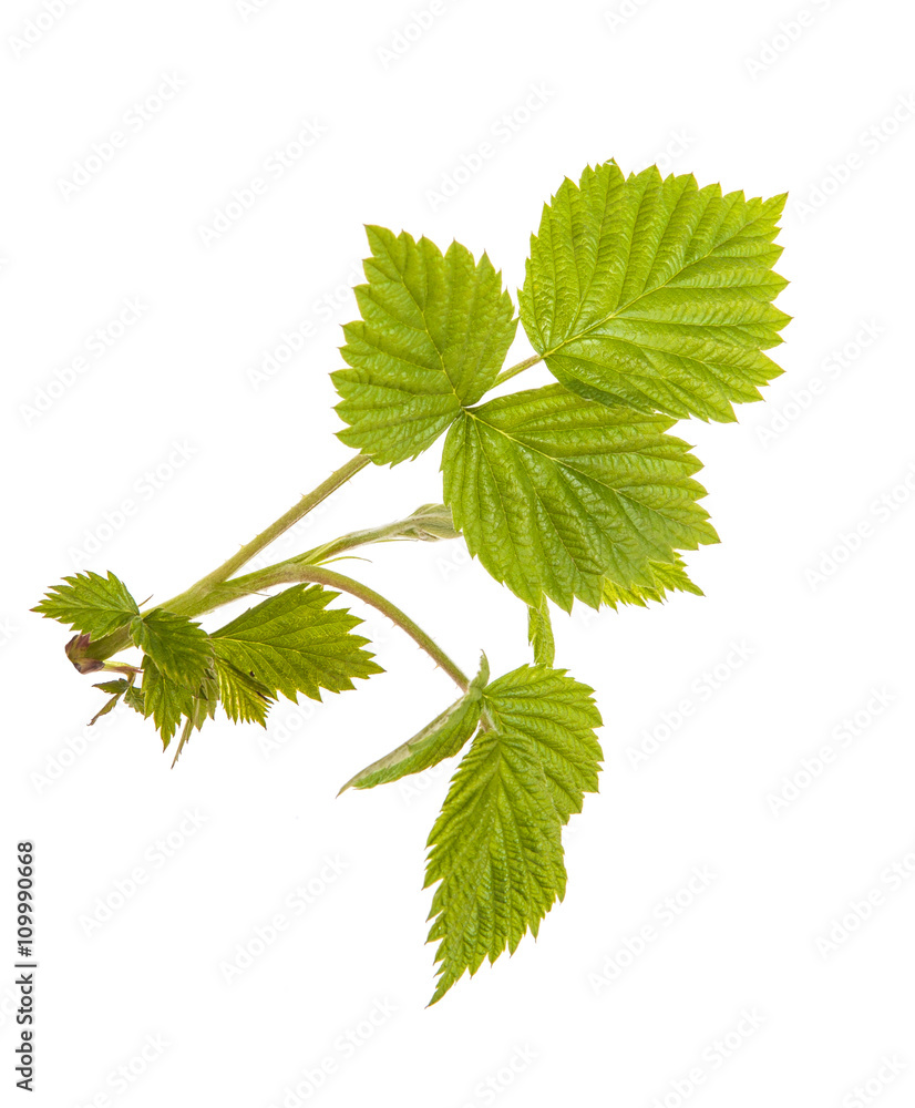Raspberry leaves isolated on white background Raspberry leaves isolated on white background