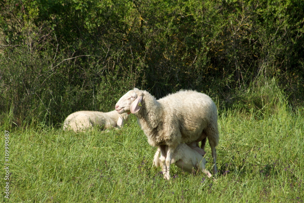 Lamb suckling milk Lamb suckling milk