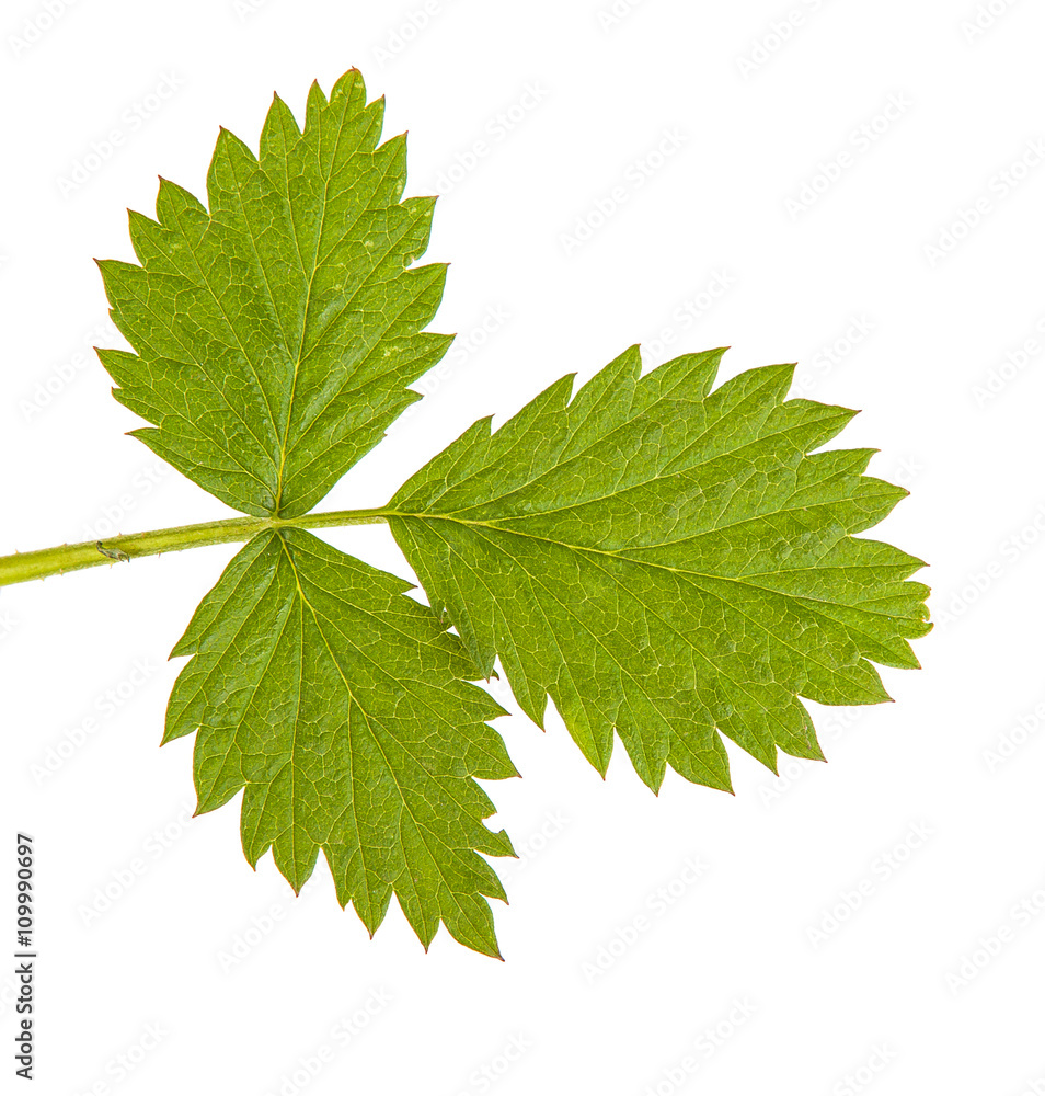 Raspberry leaves isolated on white background Raspberry leaves isolated on white background