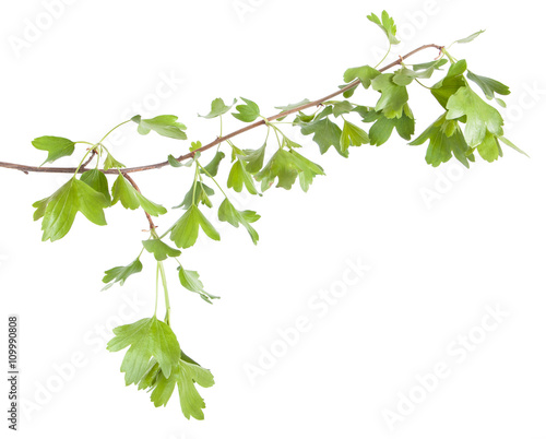 currant bush branch isolated on white background