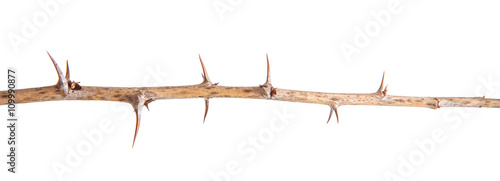 dry gooseberry branch with thorns isolated on white background