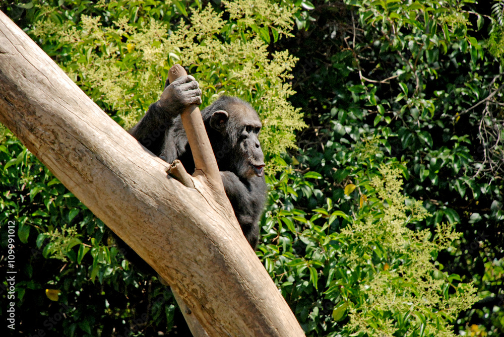Fototapeta premium Gorilla on the tree