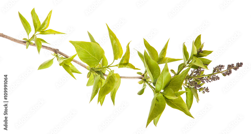 lilac branch with unblown flowers isolated on white background lilac branch with unblown flowers isolated on white background