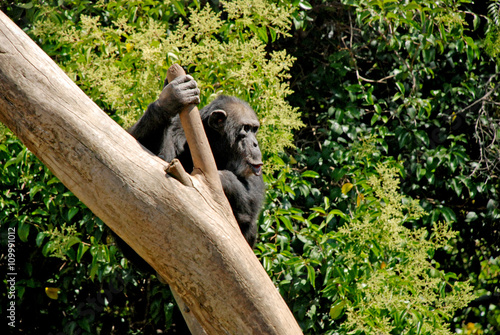 Gorilla on the tree photo
