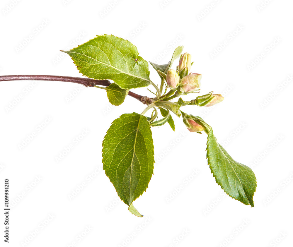 Fototapeta premium branches of apple trees with young leaves. isolated on white bac