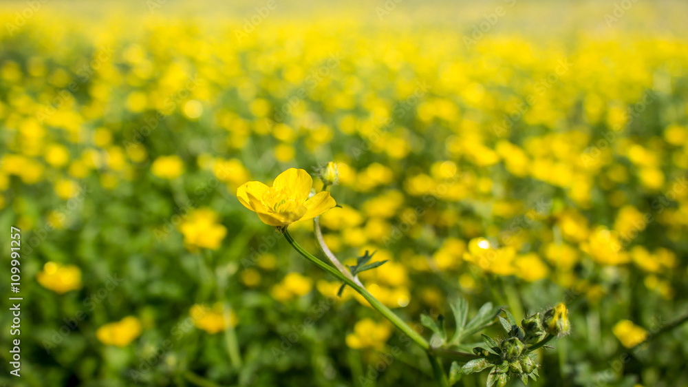 blooming flower in spring, buttercup, crowfoot, ranunculus blooming flower in spring, buttercup, crowfoot, ranunculus