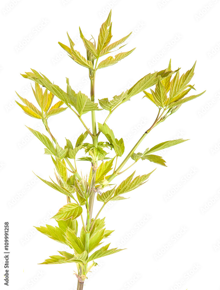 Naklejka premium maple branch isolated on white background