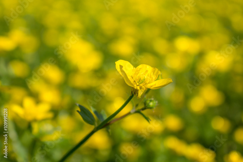 blooming flower in spring, buttercup, crowfoot, ranunculus © k_samurkas