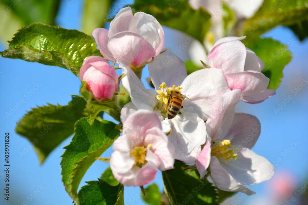 Obraz premium Frühling - Apfelblüten und Biene 