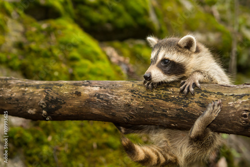 Baby Raccoon  © ondreicka
