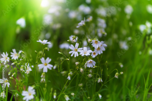 Spring flowers © Galyna Andrushko