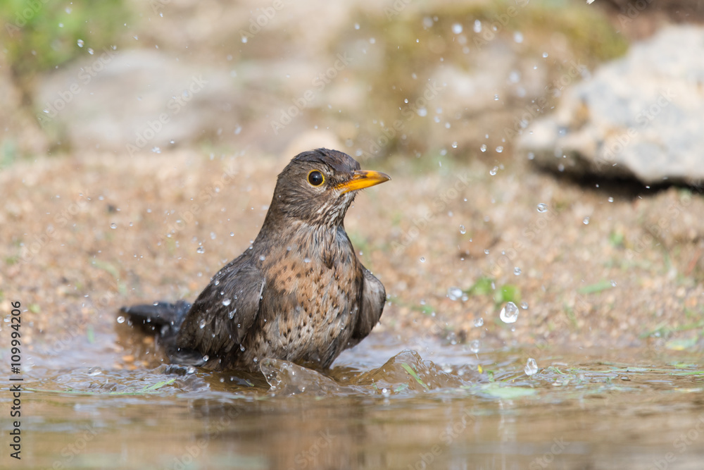 Fototapeta premium Common blackbird taking bath